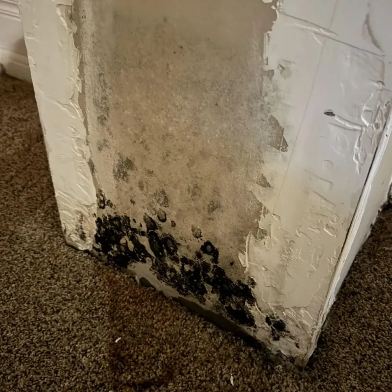 Professional Mold Removal in Perry County, AR